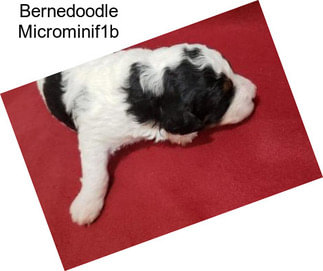 Bernedoodle Microminif1b