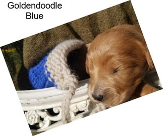 Goldendoodle Blue