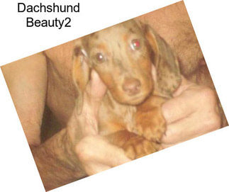 Dachshund Beauty2