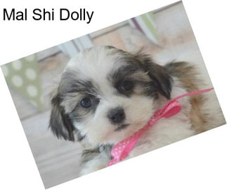 Mal Shi Dolly