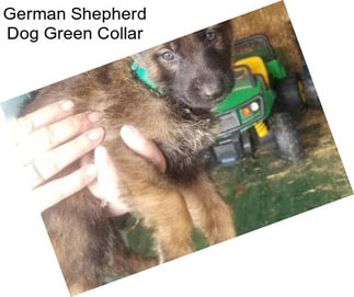 German Shepherd Dog Green Collar