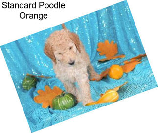 Standard Poodle Orange