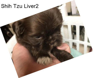 Shih Tzu Liver2