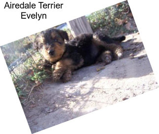 Airedale Terrier Evelyn