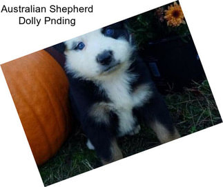 Australian Shepherd Dolly Pnding