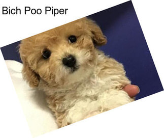 Bich Poo Piper