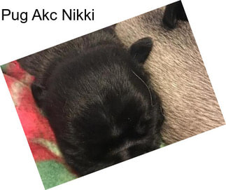 Pug Akc Nikki
