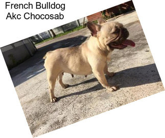 French Bulldog Akc Chocosab