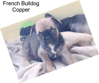 French Bulldog Copper