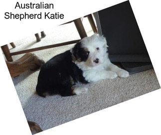 Australian Shepherd Katie