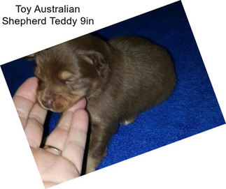 Toy Australian Shepherd Teddy 9in