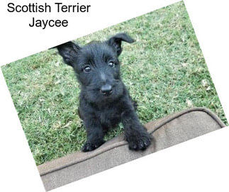 Scottish Terrier Jaycee