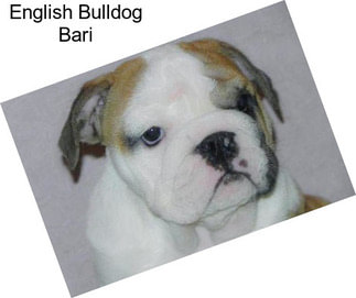 English Bulldog Bari