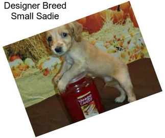Designer Breed Small Sadie