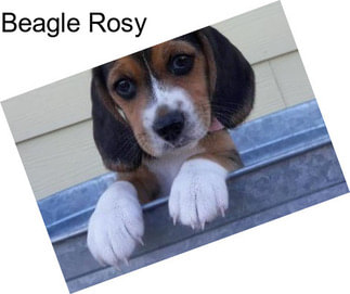 Beagle Rosy