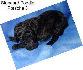 Standard Poodle Porsche 3