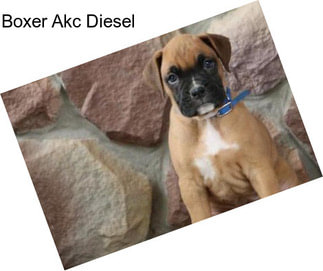 Boxer Akc Diesel