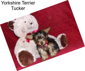 Yorkshire Terrier Tucker