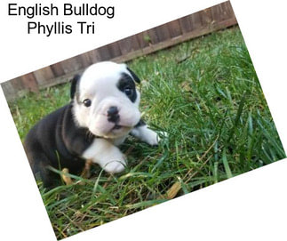 English Bulldog Phyllis Tri