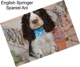 English Springer Spaniel Ani