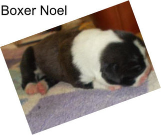 Boxer Noel