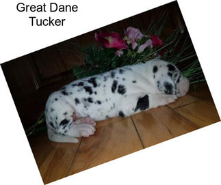 Great Dane Tucker