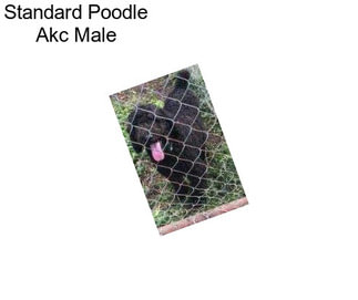 Standard Poodle Akc Male