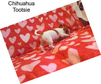 Chihuahua Tootsie