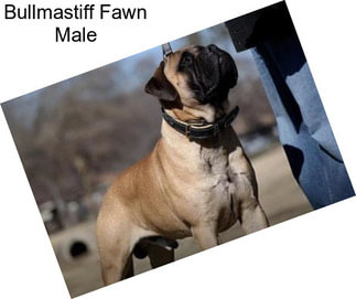 Bullmastiff Fawn Male