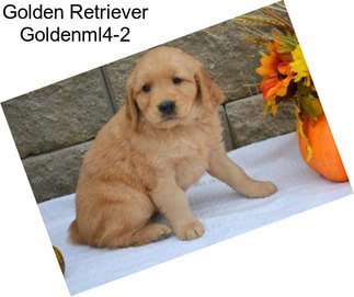 Golden Retriever Goldenml4-2