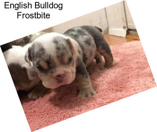 English Bulldog Frostbite