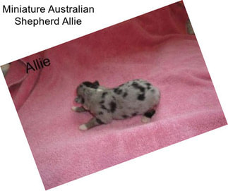 Miniature Australian Shepherd Allie