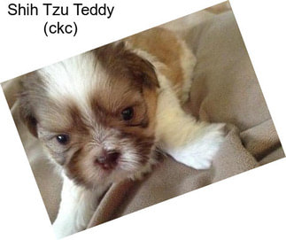 Shih Tzu Teddy (ckc)