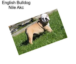 English Bulldog Nile Akc