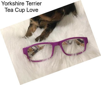 Yorkshire Terrier Tea Cup Love