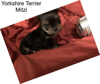 Yorkshire Terrier Mitzi