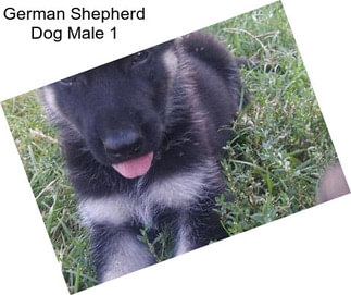 German Shepherd Dog Male 1