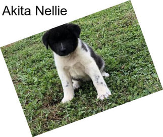 Akita Nellie