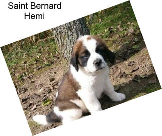 Saint Bernard Hemi