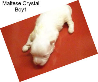 Maltese Crystal Boy1
