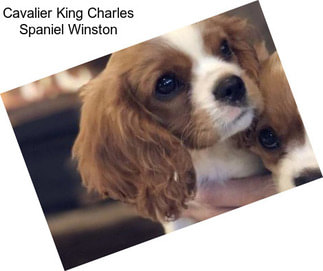 Cavalier King Charles Spaniel Winston