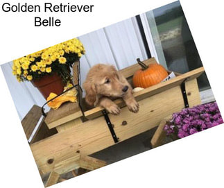 Golden Retriever Belle