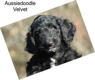 Aussiedoodle Velvet