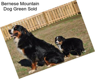 Bernese Mountain Dog Green Sold