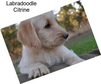 Labradoodle Citrine