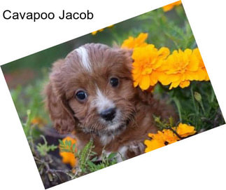 Cavapoo Jacob