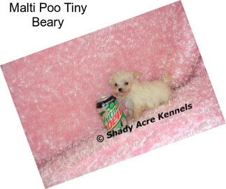 Malti Poo Tiny Beary