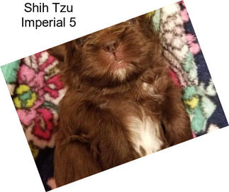 Shih Tzu Imperial 5