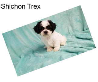 Shichon Trex