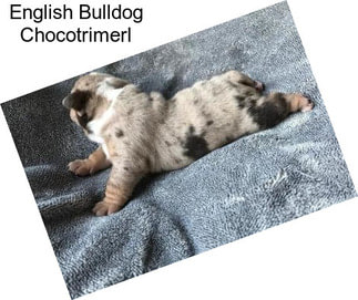 English Bulldog Chocotrimerl